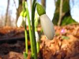 Куйбышевка - Жижиюк - Лысая - Бешенка, 20-23.02.2010